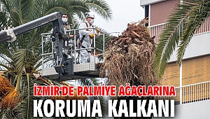 İzmir'de palmiye ağaçlarına koruma kalkanı