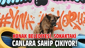 Konak Belediyesi, Sokaktaki canlara sahip çıkıyor!