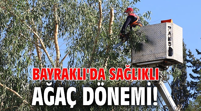 Bayraklı'da sağlıklı ağaç dönemi!