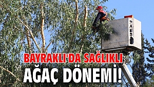 Bayraklı'da sağlıklı ağaç dönemi!