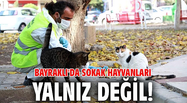 Bayraklı'da sokak hayvanları yalnız değil!
