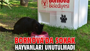 Bornova’da Sokak hayvanları unutulmadı