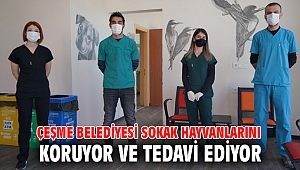 Çeşme Belediyesi sokak hayvanlarını koruyor ve tedavi ediyor