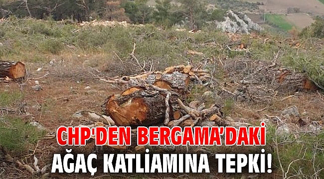 CHP'den Bergama’daki ağaç katliamına tepki!