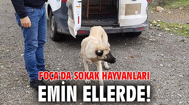 Foça'da sokak hayvanları emin ellerde!