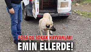 Foça'da sokak hayvanları emin ellerde!