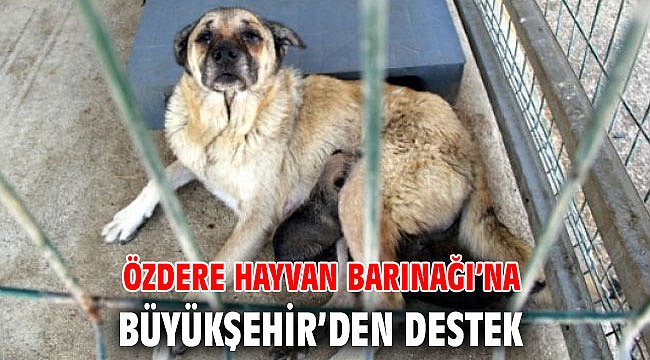 İBB'den Özdere Hayvan Barınağı’na destek