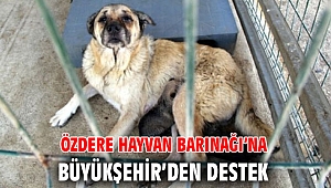 İBB'den Özdere Hayvan Barınağı’na destek