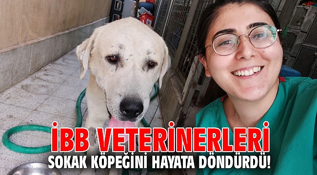 İBB veterinerleri sokak köpeğini hayata döndürdü!