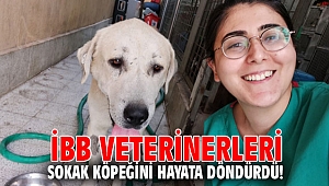 İBB veterinerleri sokak köpeğini hayata döndürdü!