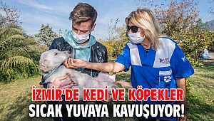 İzmir'de kedi ve köpekler sıcak yuvaya kavuşuyor!