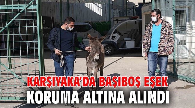 Karşıyaka’da başıboş eşek koruma altına alındı