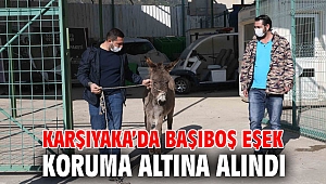 Karşıyaka’da başıboş eşek koruma altına alındı