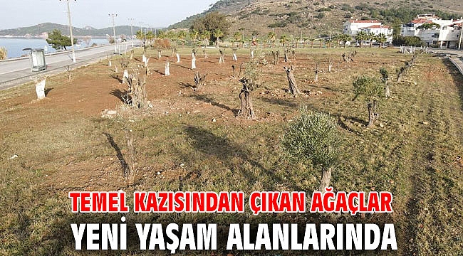 Temel kazısından çıkan ağaçlar yeni yaşam alanlarında