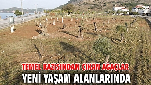 Temel kazısından çıkan ağaçlar yeni yaşam alanlarında