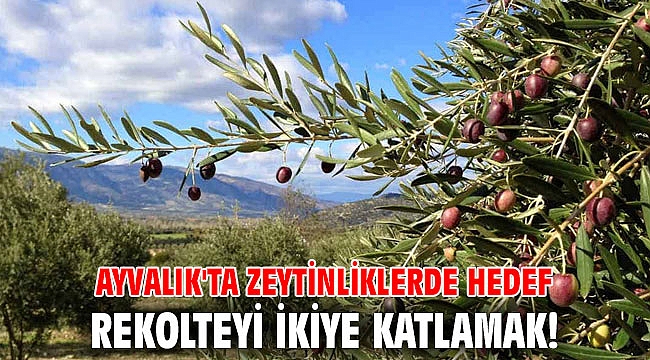 Ayvalık'ta zeytinliklerde hedef rekolteyi ikiye katlamak!
