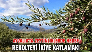 Ayvalık'ta zeytinliklerde hedef rekolteyi ikiye katlamak!