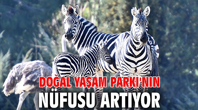 Doğal Yaşam Parkı'nın nüfusu artıyor