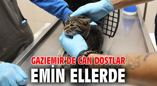 Gaziemir’de can dostlara 17 bin 886 kilo mama dağıtıldı