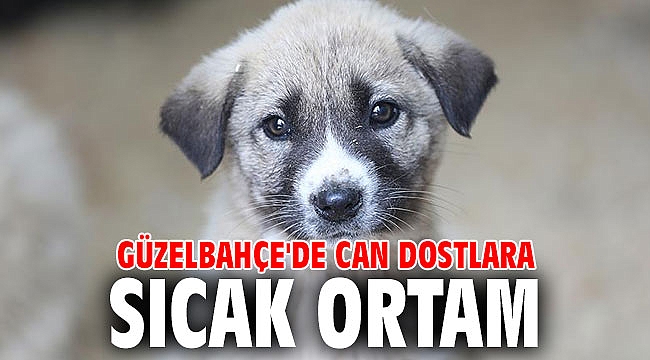 Güzelbahçe'de Can Dostlara Sıcak Ortam