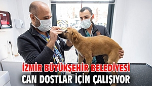 İzmir Büyükşehir Belediyesi can dostlar için çalışıyor