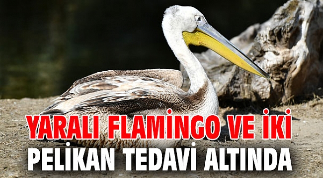 Yaralı flamingo ve iki pelikan tedavi altında