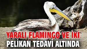 Yaralı flamingo ve iki pelikan tedavi altında