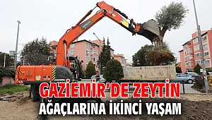 Gaziemir’de zeytin ağaçlarına ikinci yaşam
