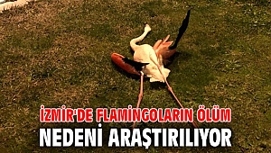 İzmir'de flamingoların ölüm nedeni araştırılıyor