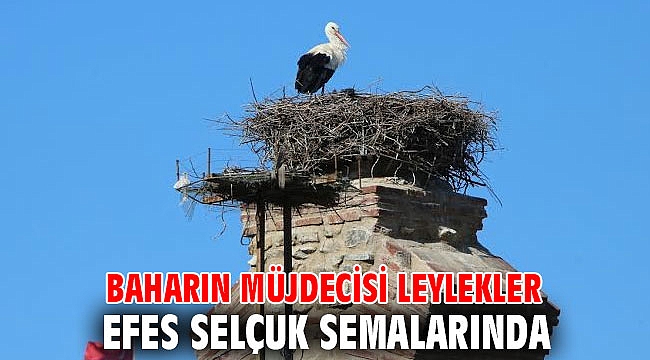 Leylekler Efes Selçuk semalarında