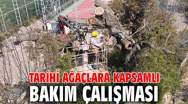 Asırlık Ağaçlara İnce Dokunuş