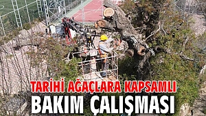 Asırlık Ağaçlara İnce Dokunuş