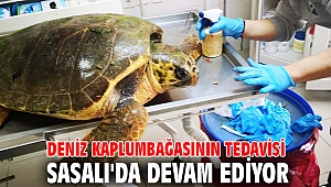 Deniz kaplumbağasının tedavisi Sasalı'da devam ediyor