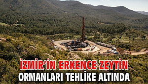 İzmir’in Erkence Zeytin Ormanları Tehlike Altında