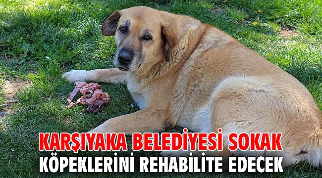 Karşıyaka Belediyesi Sokak köpeklerini rehabilite edecek