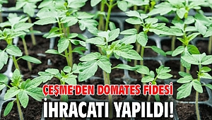 Çeşme'den Domates Fidesi İhracatı Yapıldı!