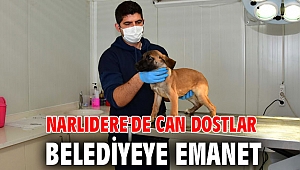 Narlıdere'de can dostlar belediyeye emanet