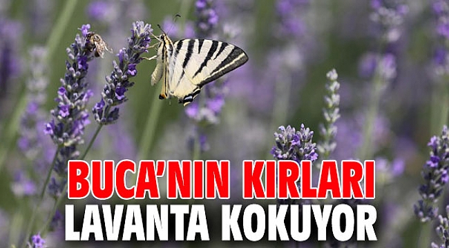 Buca’nın kırları lavanta kokuyor