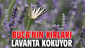 Buca’nın kırları lavanta kokuyor 
