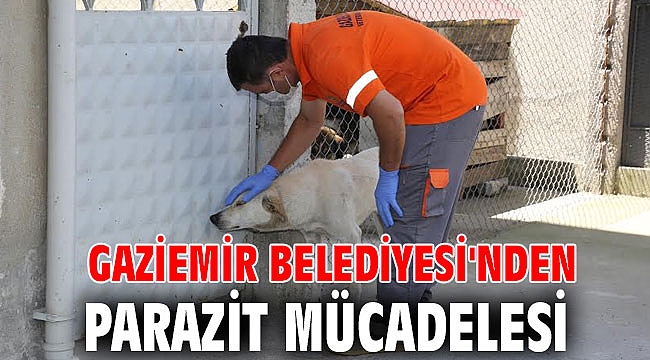 Gaziemir Belediyesi'nden parazit mücadelesi