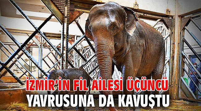 İzmir’in fil ailesi üçüncü yavrusuna da kavuştu