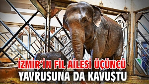 İzmir’in fil ailesi üçüncü yavrusuna da kavuştu