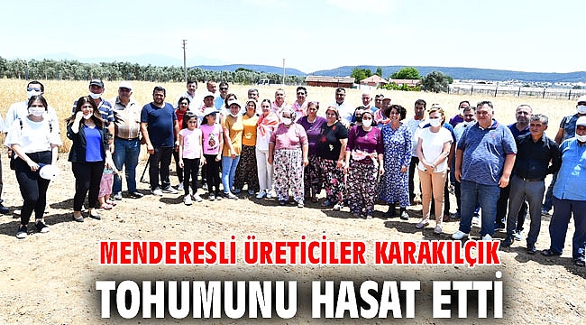 Menderesli üreticiler karakılçık tohumunu hasat etti