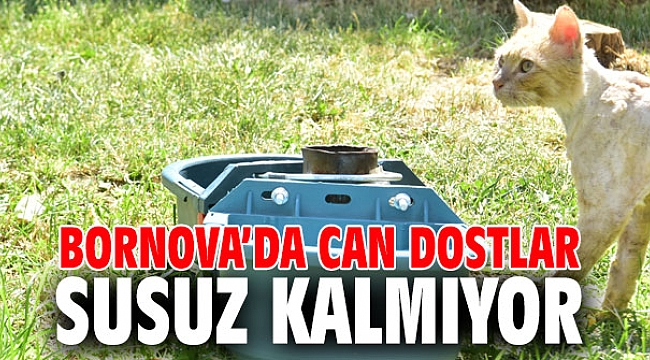 Bornova’da can dostlar susuz kalmıyor