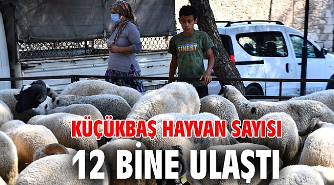 Büyükşehir'in dağıttığı küçükbaş hayvan sayısı 12 bine ulaştı