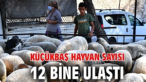 Büyükşehir'in dağıttığı küçükbaş hayvan sayısı 12 bine ulaştı