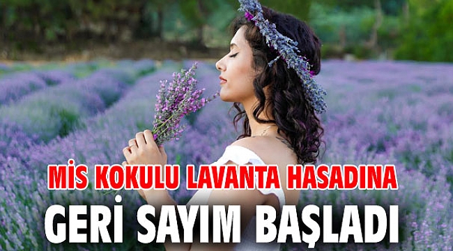 Mis kokulu lavanta hasadına geri sayım başladı