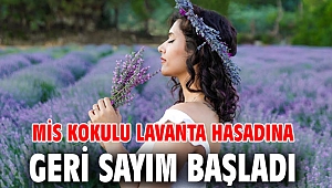 Mis kokulu lavanta hasadına geri sayım başladı