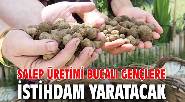 Salep üretimi Bucalı gençlere istihdam yaratacak