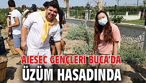 AIESEC gençleri Buca’da üzüm hasadında